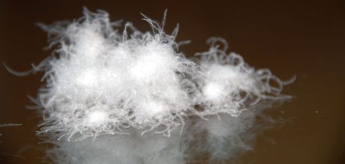 是一家專業生產水洗羽絨,純白鴨絨,普白鴨絨,灰鴨絨,鵝絨制品的公司